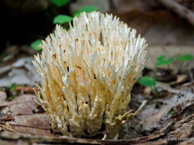Coral Fungus on Mountain To Sea Trail