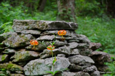 Rattlesnake Lodge - Turks Cap Lilies Amongst the Ruins