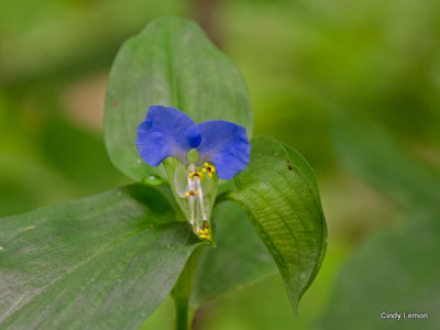 Rattlesnake Lodge - Dayflower