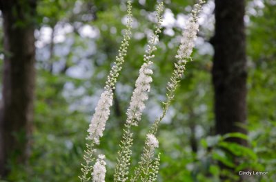 Fly Poison or Stagger Grass