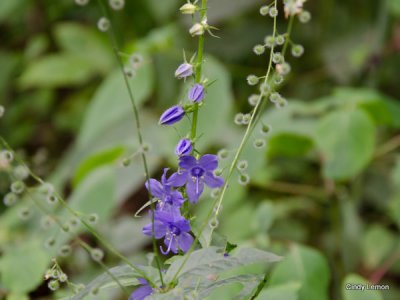 Purple Flower on Mountains to Sea Trail