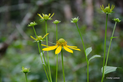 Flowers on the Blue Ridge Parkway