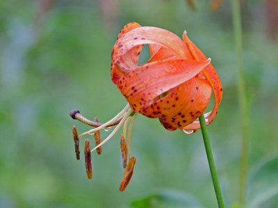 Turks Cap Lily on Blue Ridge Parkway