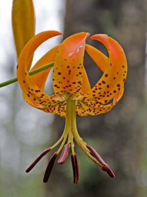 Turks Cap Lily on Blue Ridge Parkway 2
