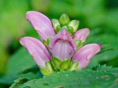 Turtlehead Flower