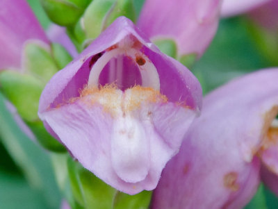 Turtlehead Flower 2