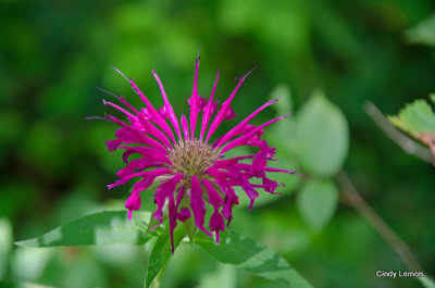 Hot Pink Bee Balm