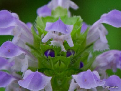 Heal All Purple Flower on Chasteen Creek Trail