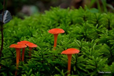 Orange Mushrooms