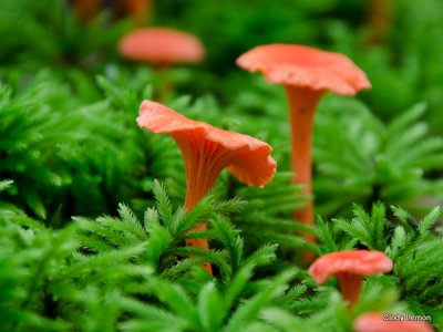 Orange Mushrooms 2