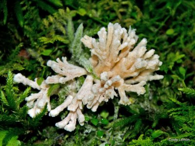 White Coral Fungus