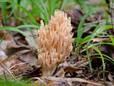 Coral Fungus at Chasteen Creek Trail