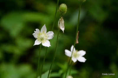 Thimble Weed Chasteen Creek Trail