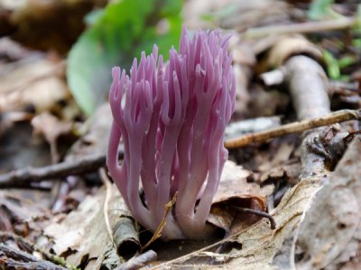 Purple Coral Fungus