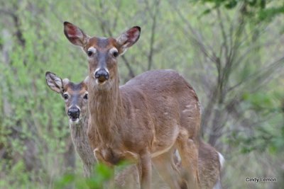 Deer in Cades Cove