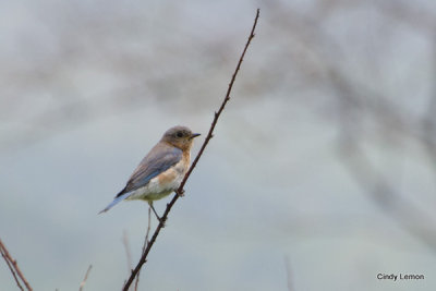 Blue Bird Cades Cove 2