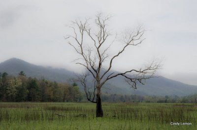 Early Morning Tree Cades Cove