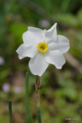 Daffodil in Cades Cove