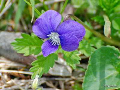 Wood Violet in Cades Cove
