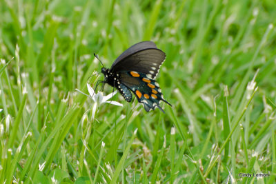 Butterfly on Flower at Cades Cove