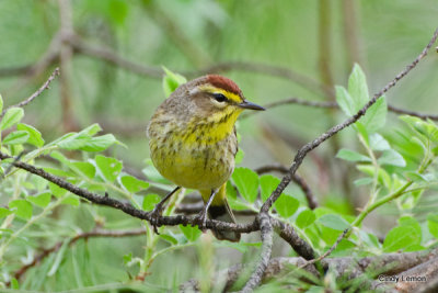 Palm Warbler