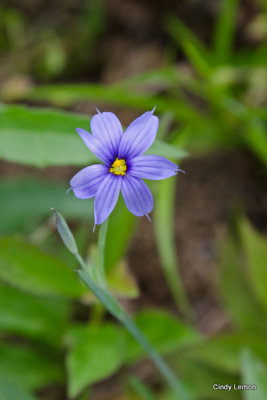 Blue Eyed Grass in Cades Cove