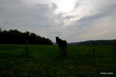 Horse at Sunset