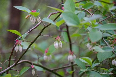 Blueberry at Cades Cove 2
