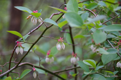 Blueberry at Cades Cove 2