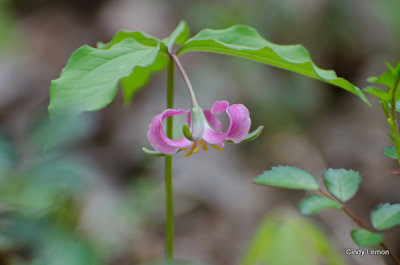 Catesby's Trillium in Cades Cove