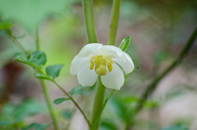 Mayapple at Cades Cove