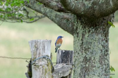 Day 2 at Cades Cove