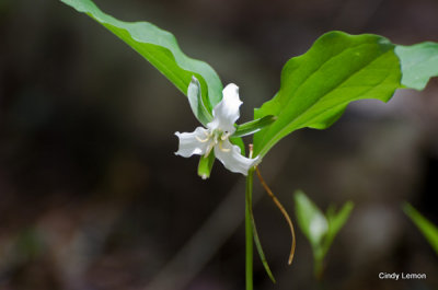 And Even More Trilliums