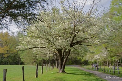 Trees Lining the Drive