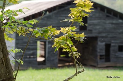 Grapevines Against the Barn