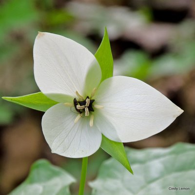 Beautiful Trillium Again!