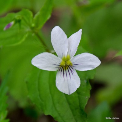 Canadian Violet