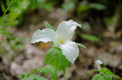 White Trillium