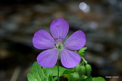 Wild Geranium