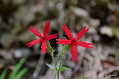 Fire Pinks