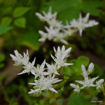 Stonecrop
