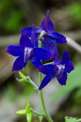Dwarf Larkspur