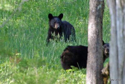 Bears in Cades Cove