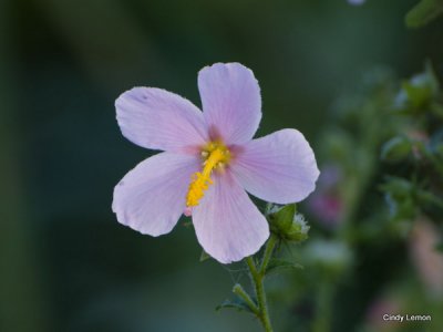Salt Marsh Mallow
