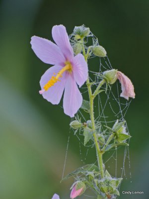 Salt Marsh Mallow in Pearls