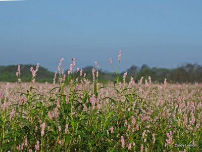 Pink Meadow