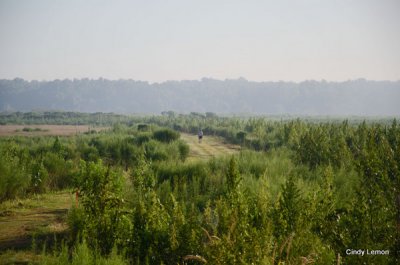 Early Morning Across Paynes Prairie
