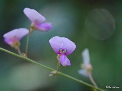 Milkpea Vine