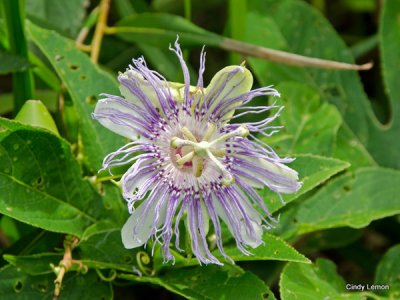 Passion Flower on Bolen Bluffs Trail