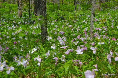 Trillium Meadow on Blue Ridge Parkway